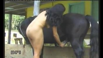 stallion