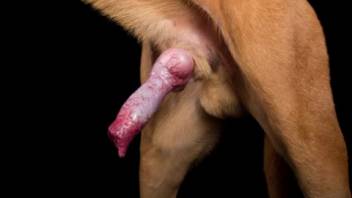 Collection of intense fucking involving fetishistic canines