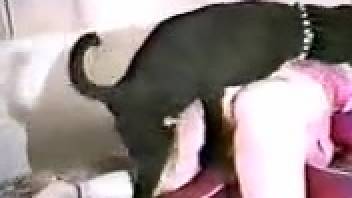 Vintage clip centering on a light-skinned ass chick and her pooch