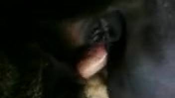 Guy's erect dick pounding a obedient ebony filly