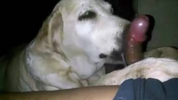 Canine tongues owner's shaft in a sloppy self-pleasure showcase