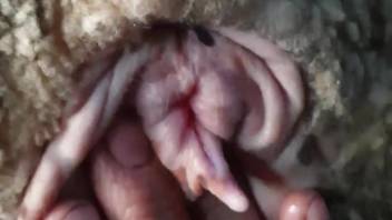 Beast lover thrusts his thick dick into a steamy orifice