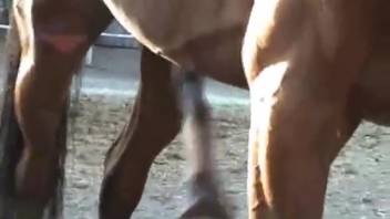 Massive horse dick displayed up close in a steamy adult film