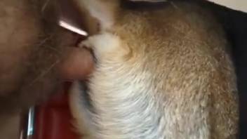 Guy inserts his dick into a canine's snug orifice and bangs it